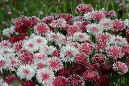 Picture of Cornflower Ball Strain - Classic Romantic